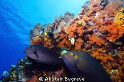 two surgeon fish hiding away from the current by Alistair Bygrave 